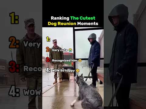 Ranking The Cutest Dog Reunion Moments #dog thumbnail