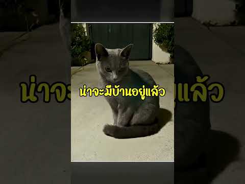 แมวตามตื้อจนได้เจ้าของ thumbnail
