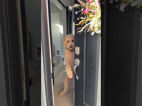 Keeper of the door #dogs #dogcomedy #dogowners thumbnail