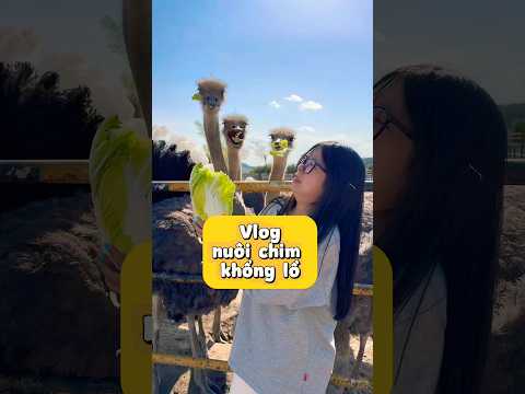 Chị gái thử thách vlog nuôi chim khổng lồ thumbnail