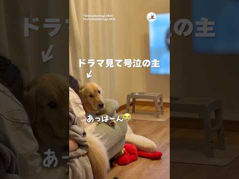 ドラマで号泣の主に戸惑う犬｜PECO thumbnail