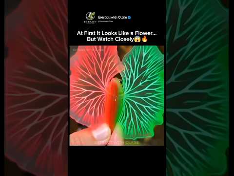 This “Flower” Is Actually a Fish 🤯🐟 thumbnail