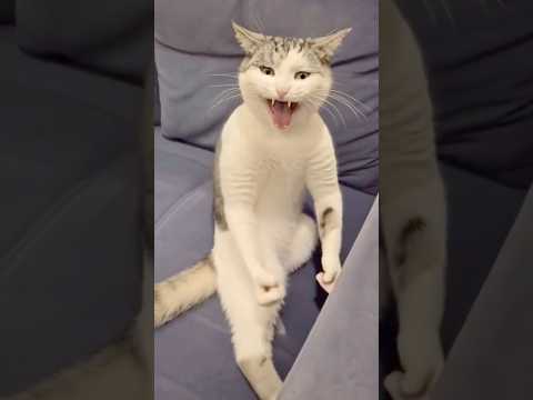??? #comedy thumbnail