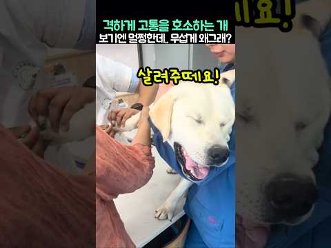 격하게 고통을 호소하는 개.. 보기엔 멀쩡한데... 무섭게 왜그래? (황당 주의) thumbnail