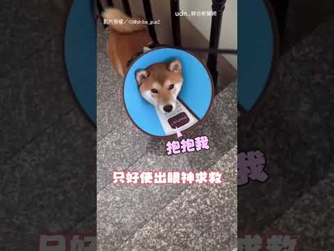 【氣噗噗】戴頭套爬樓梯 柴柴卡階「氣炸抬頭」超爆笑｜柴犬｜樓梯 thumbnail