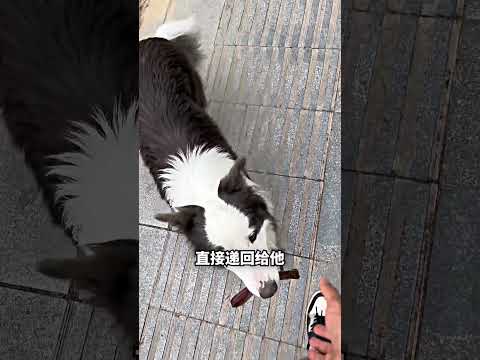 牵绳一掉手，聪明狗直接把“逃跑狗”拖回来? thumbnail