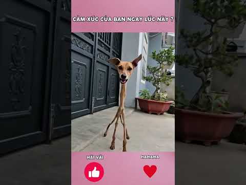 CẢM XÚC HIỆN TẠI CỦA BẠN LÀ ? #cute #shots #dog thumbnail