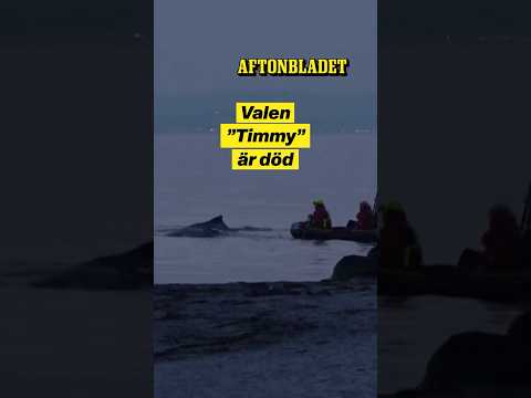 Valen ”Timmy” kan ha dött thumbnail