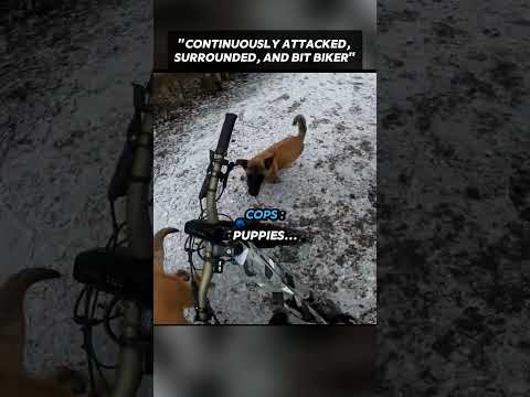 Biker Attacked by Working Dogs? thumbnail