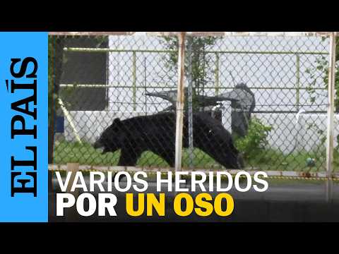 Los ATAQUES de un OSO en Fukushima, en el noroeste de JAPÓN, dejan cuatro heridos thumbnail