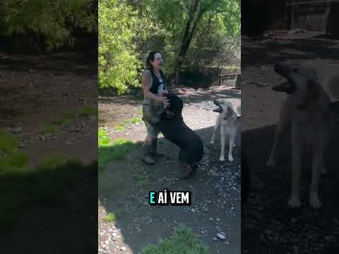 Quem humaniza, castiga! #shorts #shortsfeed #cães #cachorros #rottweiler #rotweilerlove #pets #dog thumbnail