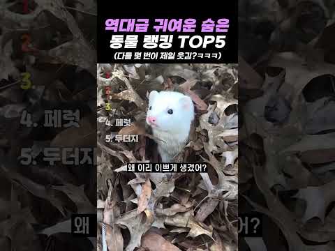 역대급 귀여운 숨은 동물 랭킹 TOP5 thumbnail