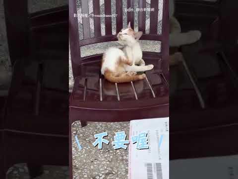 【一臉不屑】郵差送信遇上看門貓 牠臭臉拒絕喊：不要｜貓咪｜郵差｜寵物 thumbnail