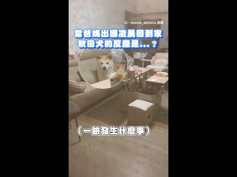【最暖的迎接】＃秋田犬 半夜見爸媽回國 秒變小寶寶｜#寵物雲 #shorts thumbnail