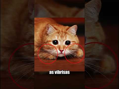 NUNCA CORTE OS BIGODES DOS GATOS! thumbnail