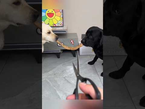 Dogs Has Big Heart 🐶😍 thumbnail
