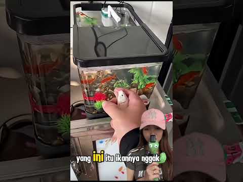 Bantu papa cari rumah ikan ‼️ thumbnail