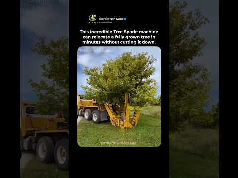 Amazing Tree Spade Machine Relocates Huge Trees in Minutes ?? thumbnail