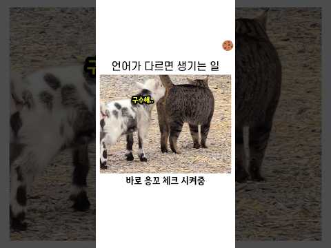 세상에서 가장 무해한 대결 thumbnail