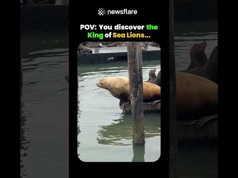 POV: You find the King of the sea lions thumbnail