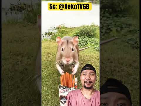 Gak kebagian mie STICK dimakan kucing tikus!?? #funny #shortfeed #shorts thumbnail