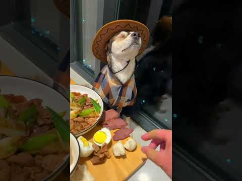 Đẳng cấp của một chú chó cao bồi #memevietnam #meme #funny #haihuoc thumbnail