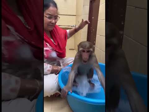 Oh my God😰Wait For End😳Aunty ko Surprise😂 #monkey #animals #reels #viral thumbnail