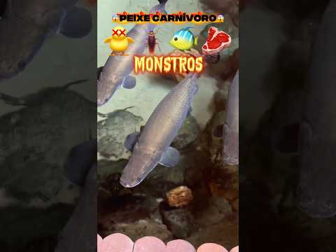 Alimentei os peixes carnívoros do meu lago?!😱 #shorts thumbnail