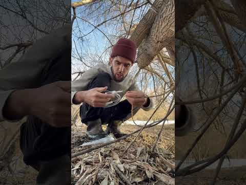 Только не говорите что не пробовали кленовый сок thumbnail