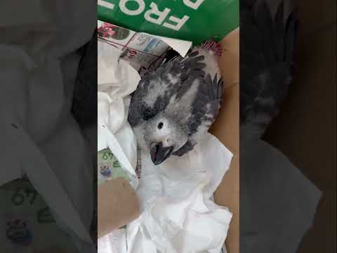 BÉ VẸT XÁM - ĐÃ TRỔ LÔNG #shorts thumbnail