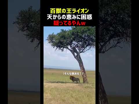 百獣の王ライオン 天からの恵みに困惑 thumbnail