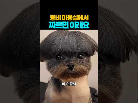 ❤️1420만뷰❤️동네 미용실에서 짜르면 이래요 #강아지 #댕댕이 #애견영상 thumbnail