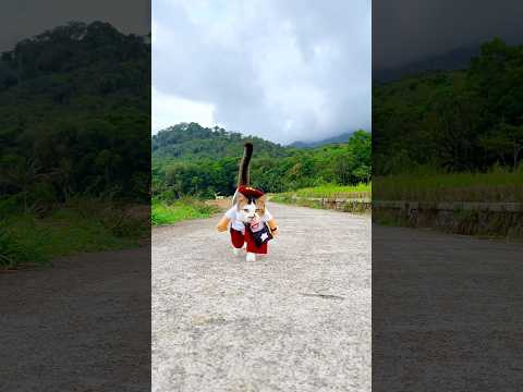 Thomas sekolah yang rajin yah?#kucing #cat #youtubeshorts thumbnail