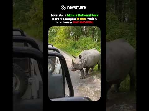 This Rhino Is So DONE With Tourists thumbnail