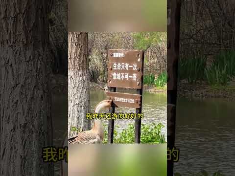 生命只有一次不可一游那我怎麼辦，沒人通知我！ #搞笑配音 #搞笑 #funny thumbnail