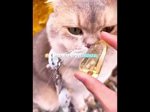 This cat accidentally made his owner rich. 💰 #usa#shorts thumbnail