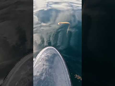 Venomous Sea Snake Got Me Good.. thumbnail