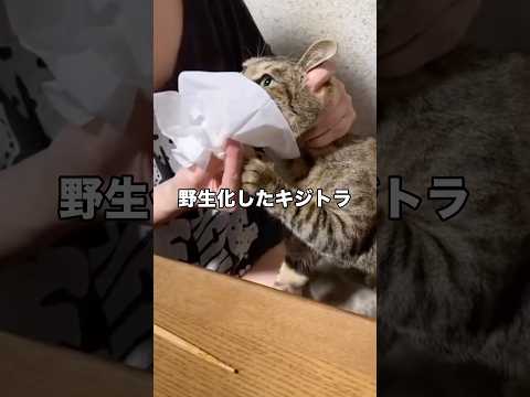 普段はヴーとか言わないのに骨付き鶏肉をゲットして我を忘れてしまったキジトラ #キジトラ #猫 #野生化 #shorts thumbnail