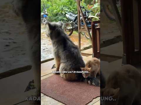 POV: This Sunda Tribe loves animals ❤️ thumbnail