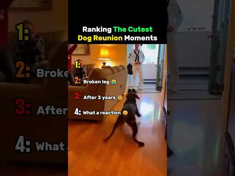 Ranking The Cutest Dog Reunion Moments #dog thumbnail