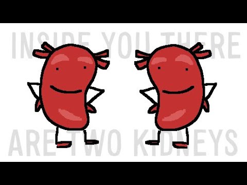 inside you there are two kidneys thumbnail
