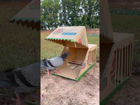 Technique Easy Pigeon Trap Using Cardboard Box #youtubeshorts thumbnail