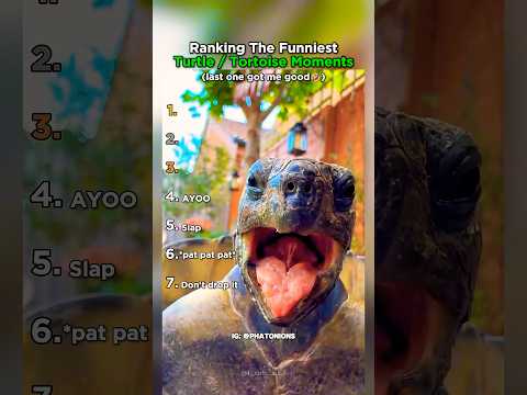 Ranking The Funniest Turtle / Tortoise Moments thumbnail