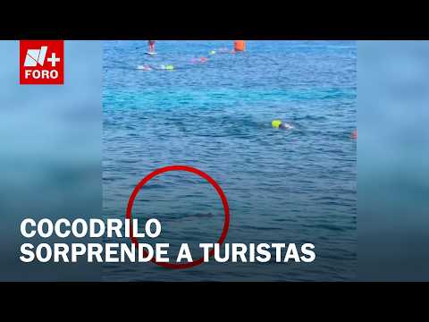 Captan a cocodrilo nadando en el mar de Cozumel, Quintana Roo thumbnail