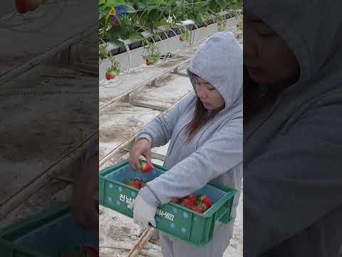 Secret Tech Growing 100 Tons of Berries 🤫 thumbnail