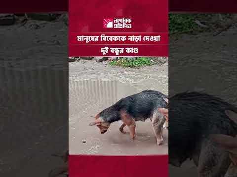 জমে থাকা পানি সরাতে ড্রেন পরিষ্কার করছে দুই কুকুর | Nagorik Protidin thumbnail