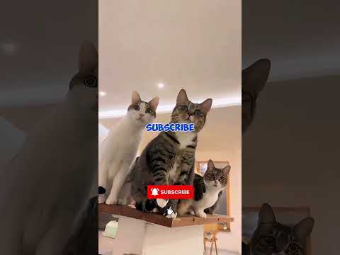 Cats Are Obsessed With Stairs..... 😹🐾 thumbnail