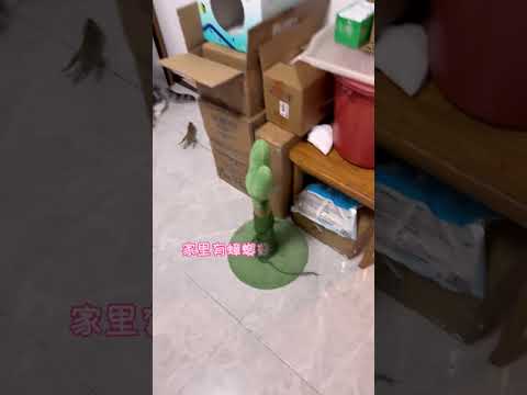 【#小松鼠普洱】一家都是胆小鬼! thumbnail