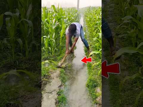 Nông Dân Dùng Tay Chặn Nước Giữa Ruộng #short thumbnail
