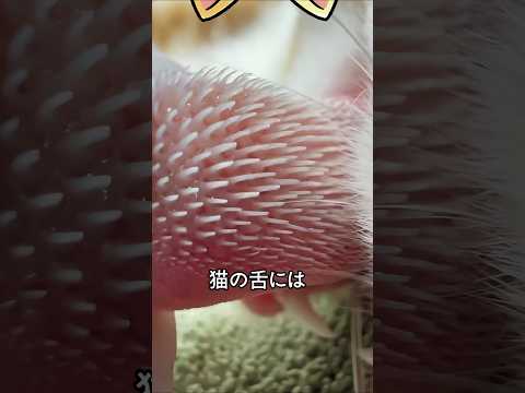 衝撃的な猫の舌の秘密 thumbnail